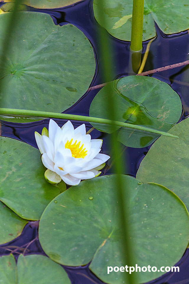 What Say The Water Lillies?