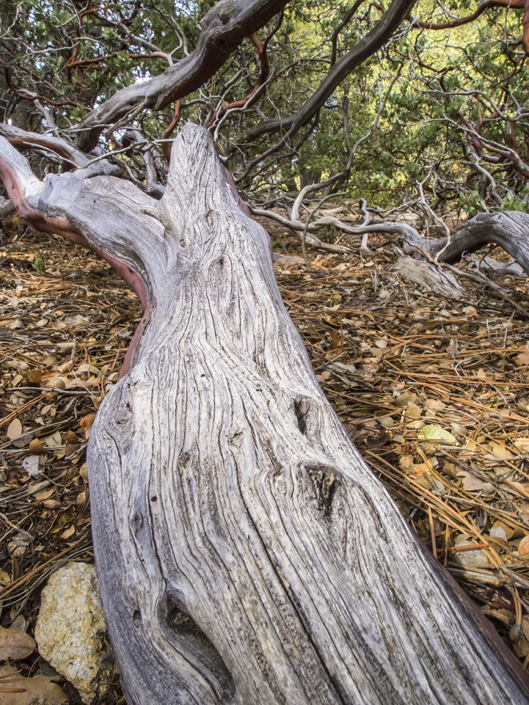 Idyllwild Manzanita