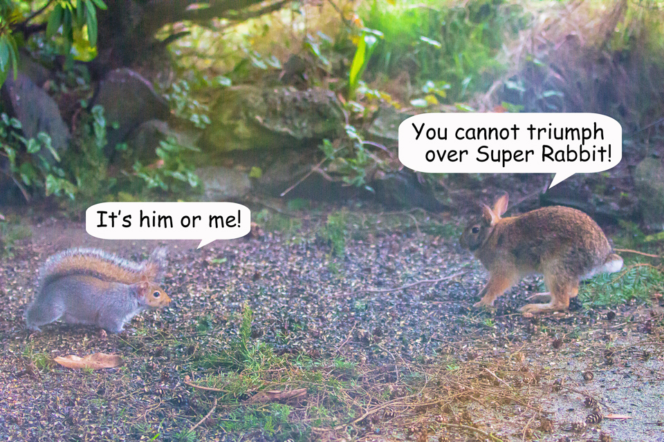 10 Bunny vs Squirrel