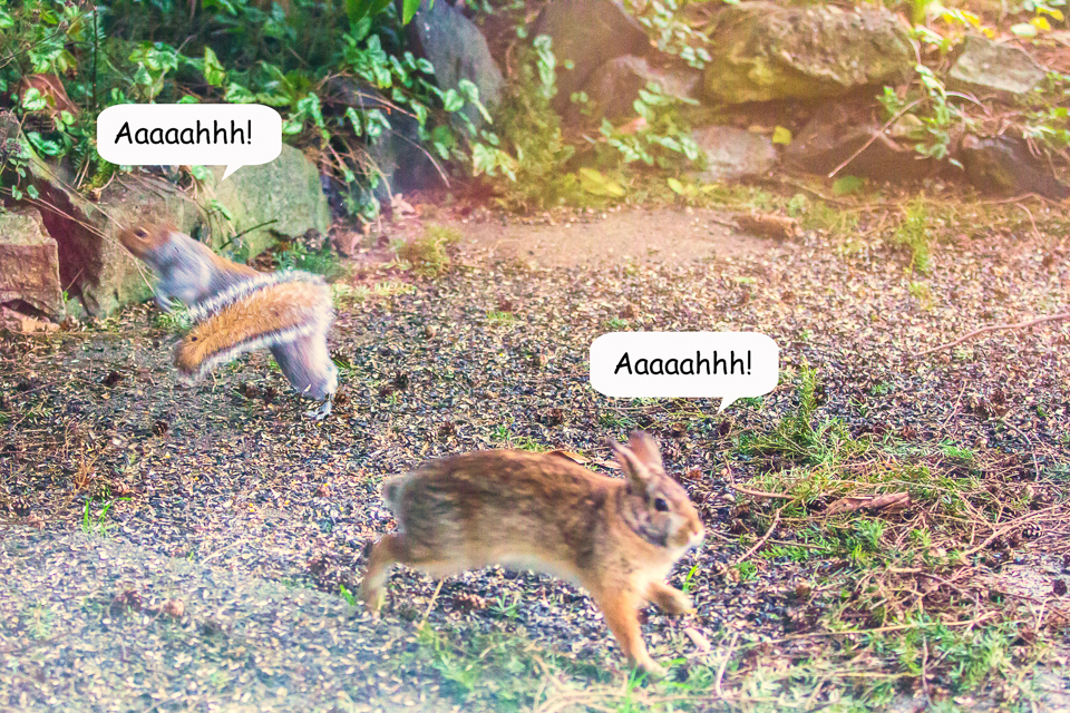 15 Bunny vs Squirrel