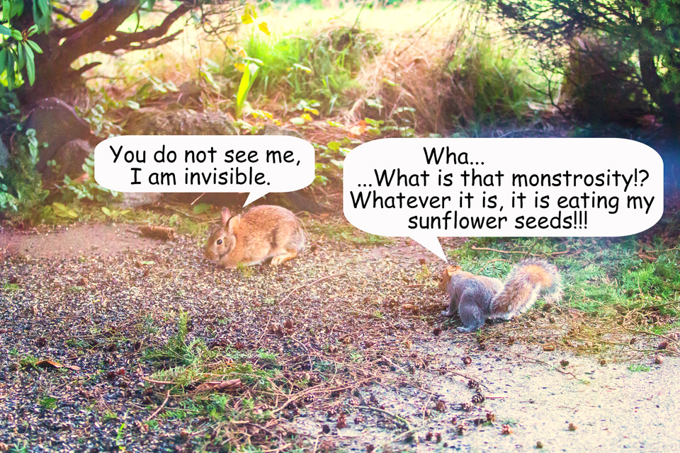 4 Bunny vs Squirrel